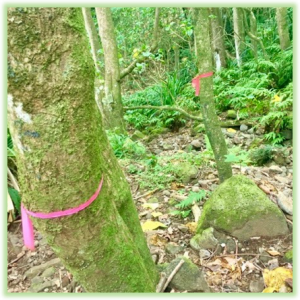 Waimanu Valley - Hawaii Big Island - Epic Trip Adventures