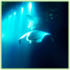 Snorkeling with the Mantas - Hawaii Big Island - Epic Trip Adventures