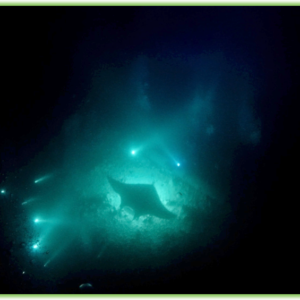 Snorkeling with the Mantas - Hawaii Big Island - Epic Trip Adventures