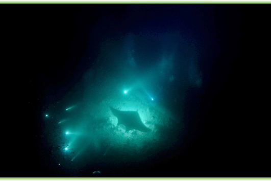 Snorkeling with the Mantas - Hawaii Big Island - Epic Trip Adventures