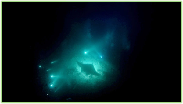 Snorkeling with the Mantas – Hawaii Big Island – Epic Trip Adventures